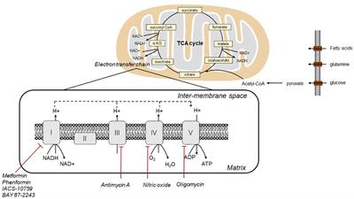 Targeting oxidative phosphorylation as an approach for the treatment of ovarian cancer